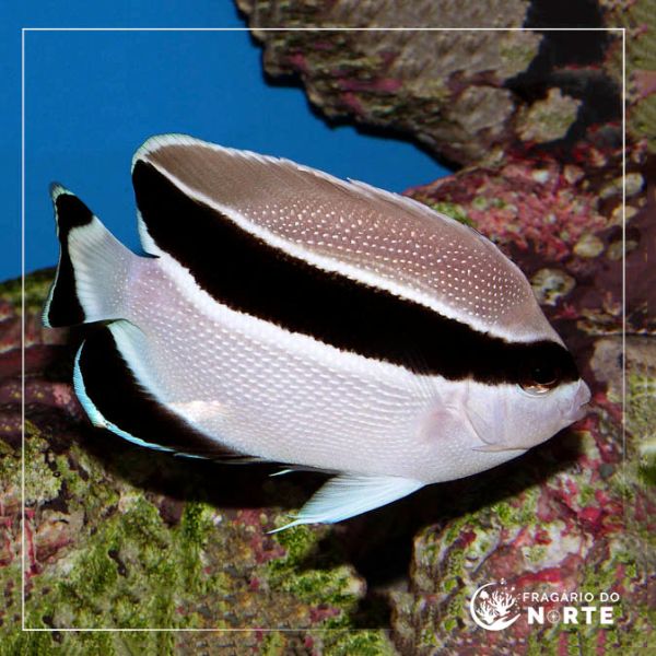 Holocanthus arcuatus