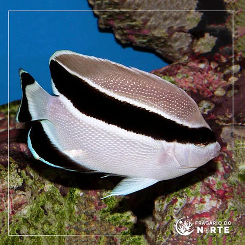 Holocanthus arcuatus