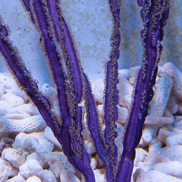 Pterogorgia anceps