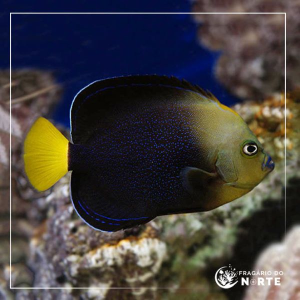 Chaetodontoplus caeruleopunctatus