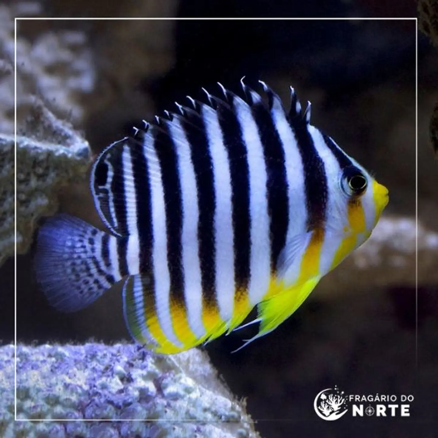 Paracentropyge multifasciata 1