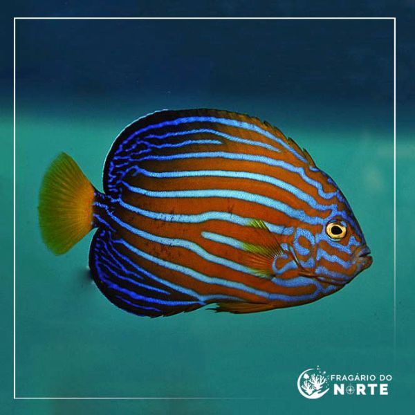 Chaetodontoplus Septentrionalis