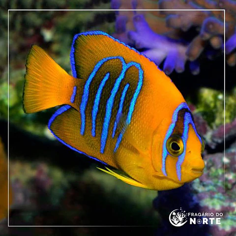 Holacanthus clarionensis
