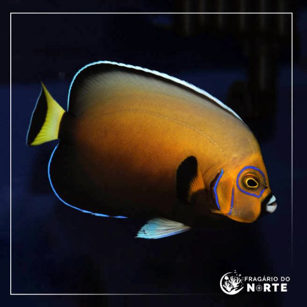 chaetodontoplus conspicillatus
