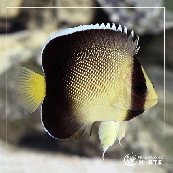 Apolemichthys Xanthurus