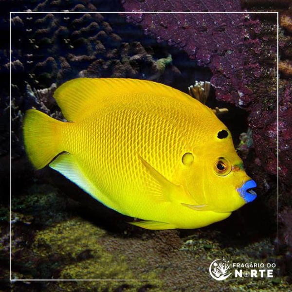 Apolemichthys Trimaculatus