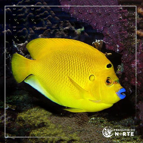 Apolemichthys Trimaculatus