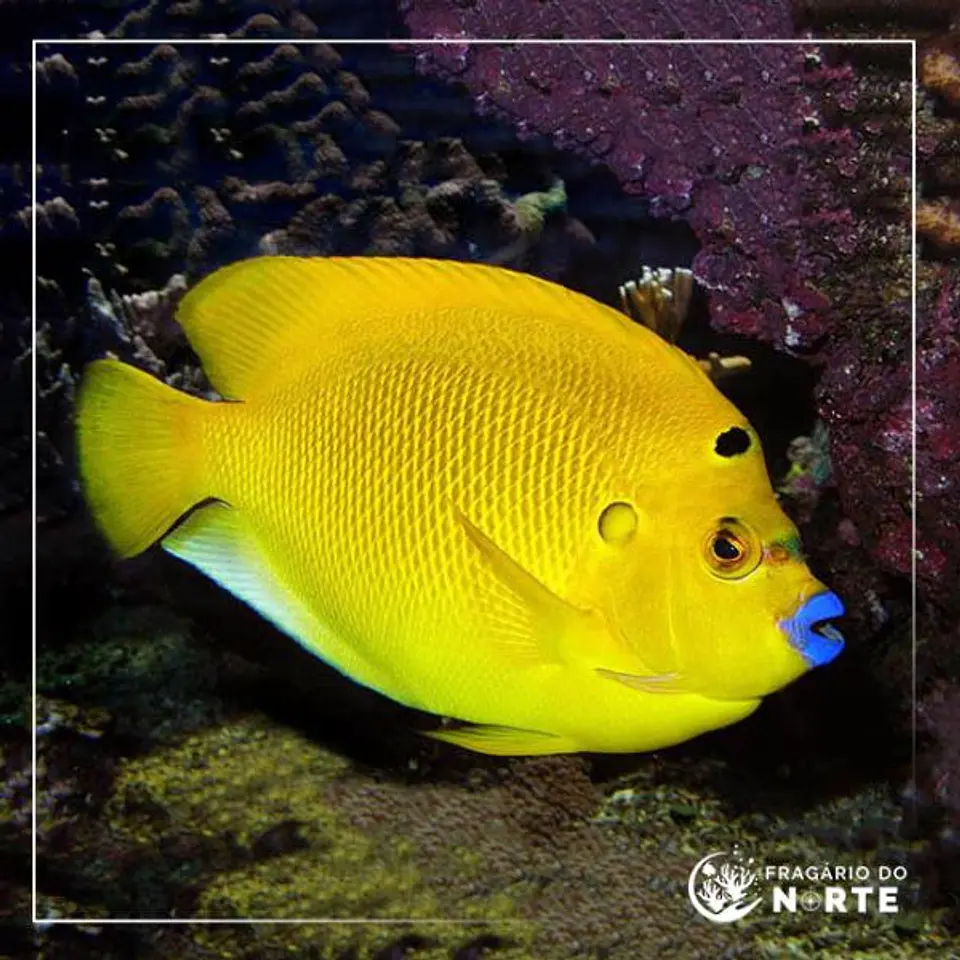 Apolemichthys Trimaculatus 1