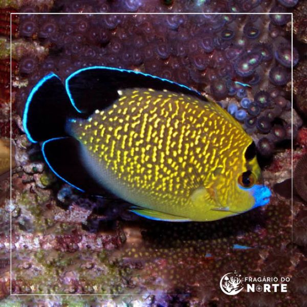 Apolemichthys Xanthopunctatus