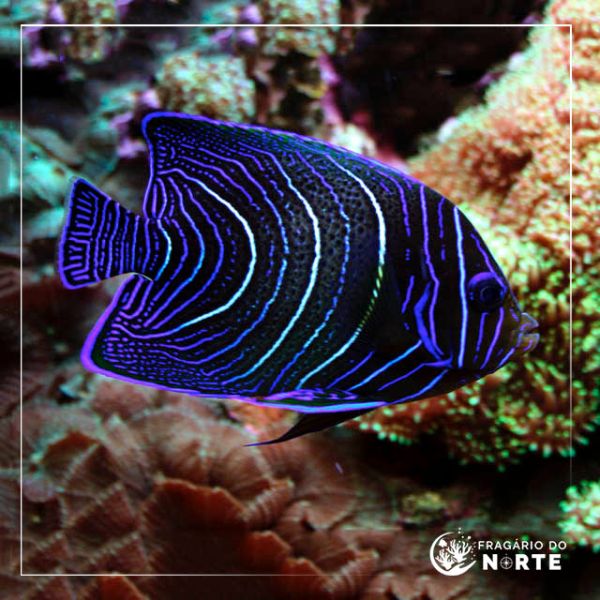 Pomacanthus semicirculatus - Juvenil
