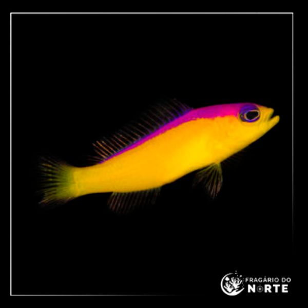 Pictichromis diadema