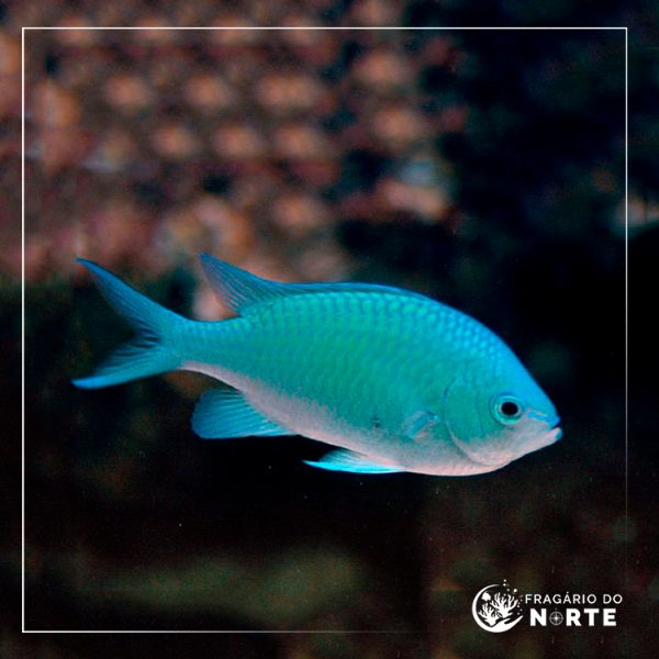 Chromis viridis - Pacifico Sul
