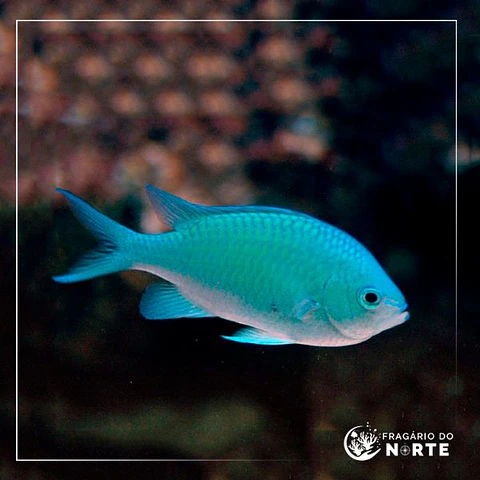 Chromis viridis - Pacifico Sul