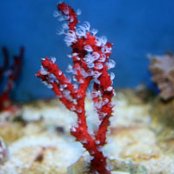 Lophogorgia Nodulifera Red