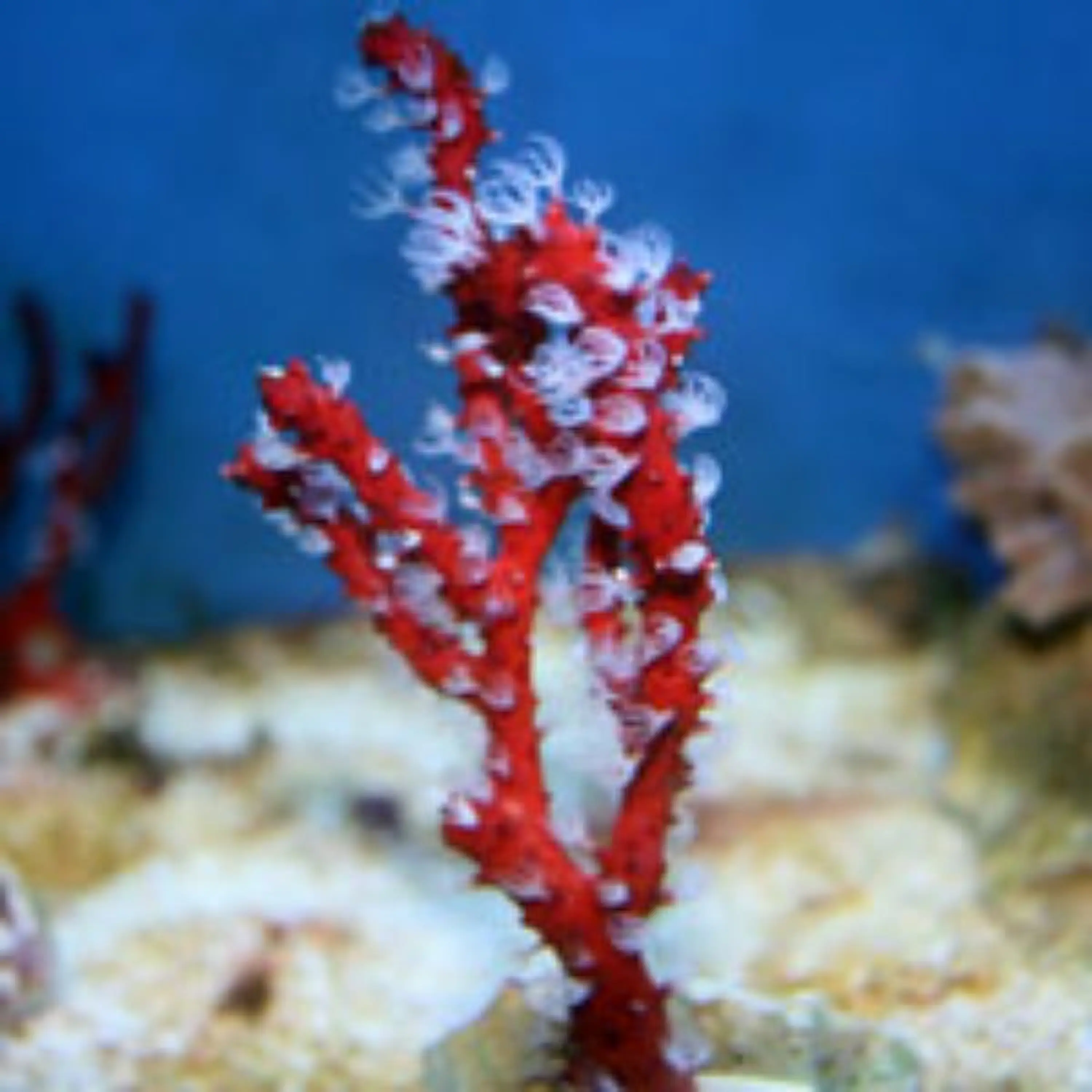 Lophogorgia Nodulifera Red