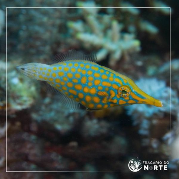 Oxymonacanthus longirostris