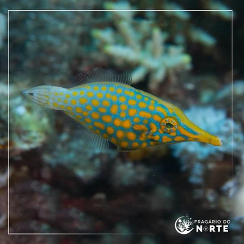 Oxymonacanthus longirostris