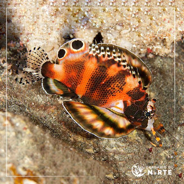 Dendrochirus biocellatus