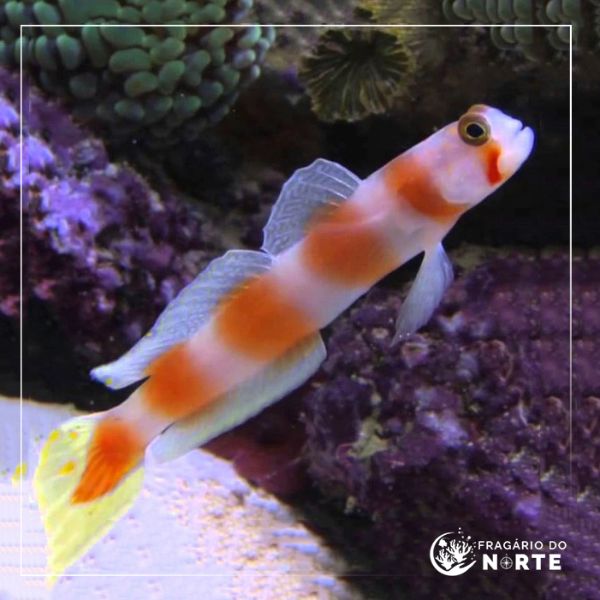 Cryptocentrus aurora