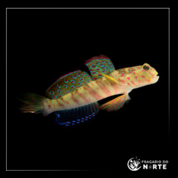 Cryptocentrus leptocephalus