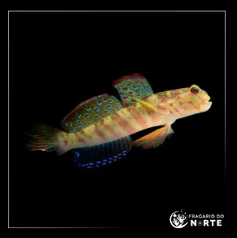 Cryptocentrus leptocephalus