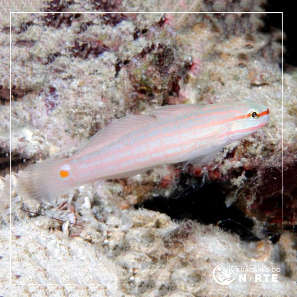 Amblygobius decussatus