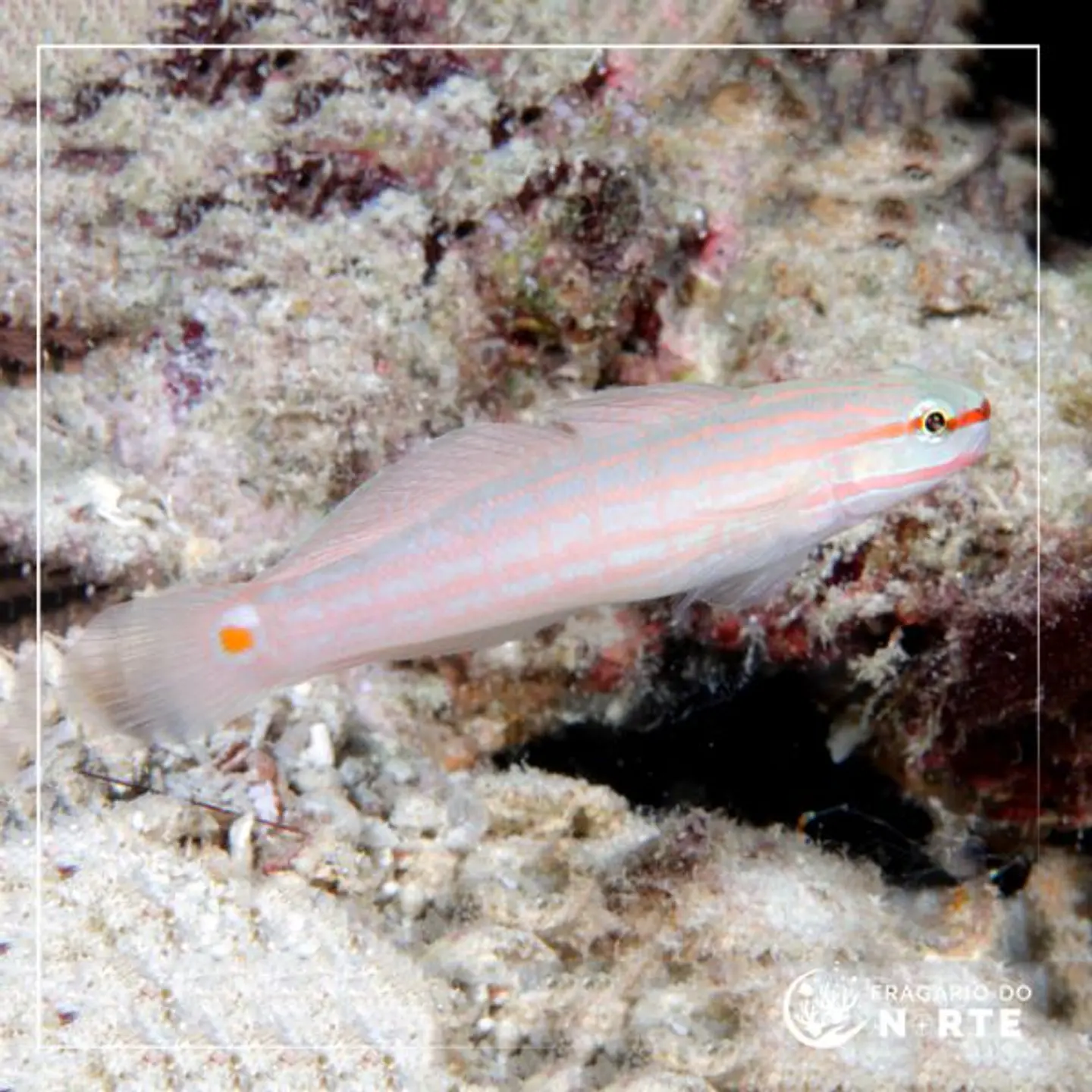 Amblygobius decussatus 1