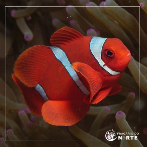 Amphiprion Biaculeatus
