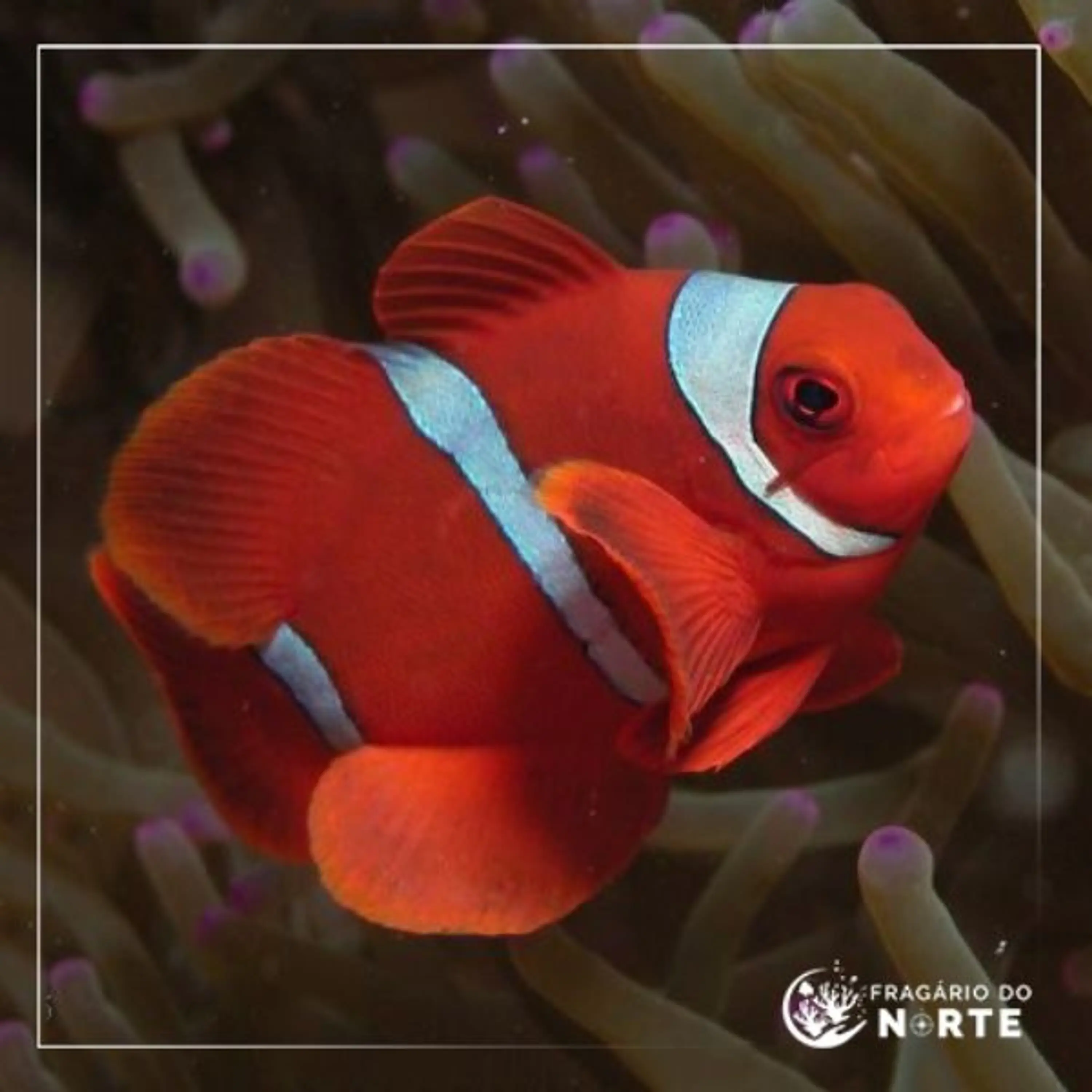 Amphiprion Biaculeatus