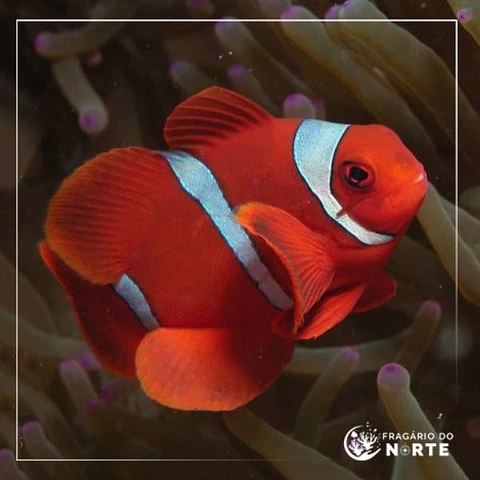 Amphiprion Biaculeatus