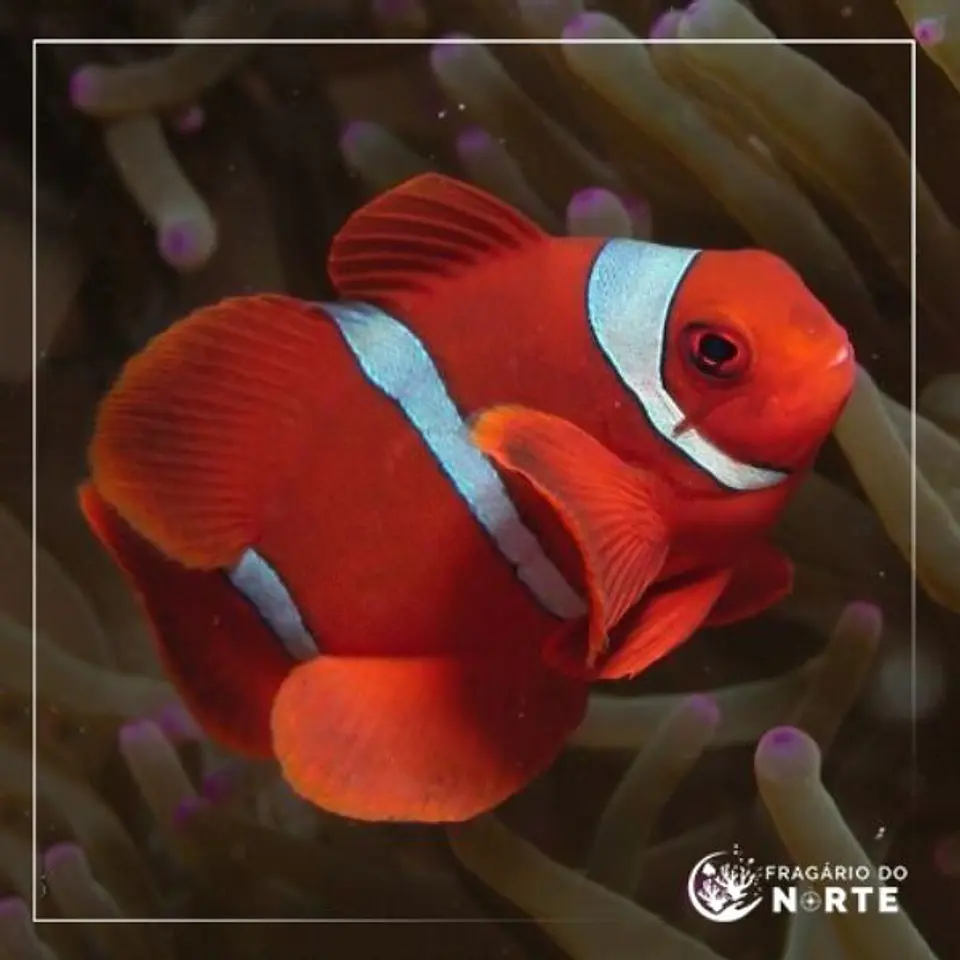 Amphiprion Biaculeatus 1
