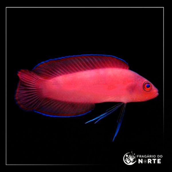 Pseudoplesiops typus