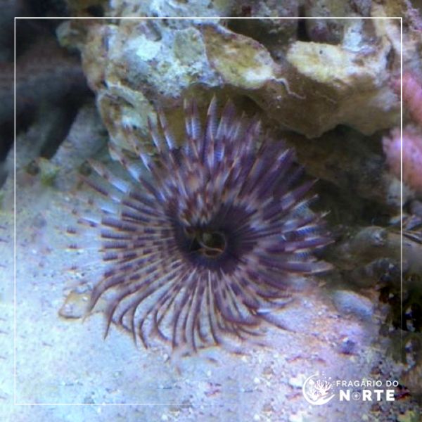 Sabellastarte magnifica
