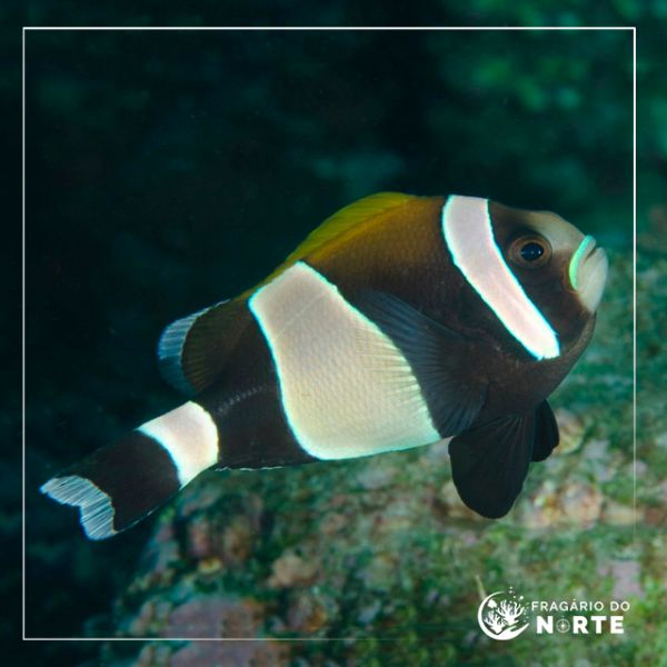 Amphiprion latezonatus