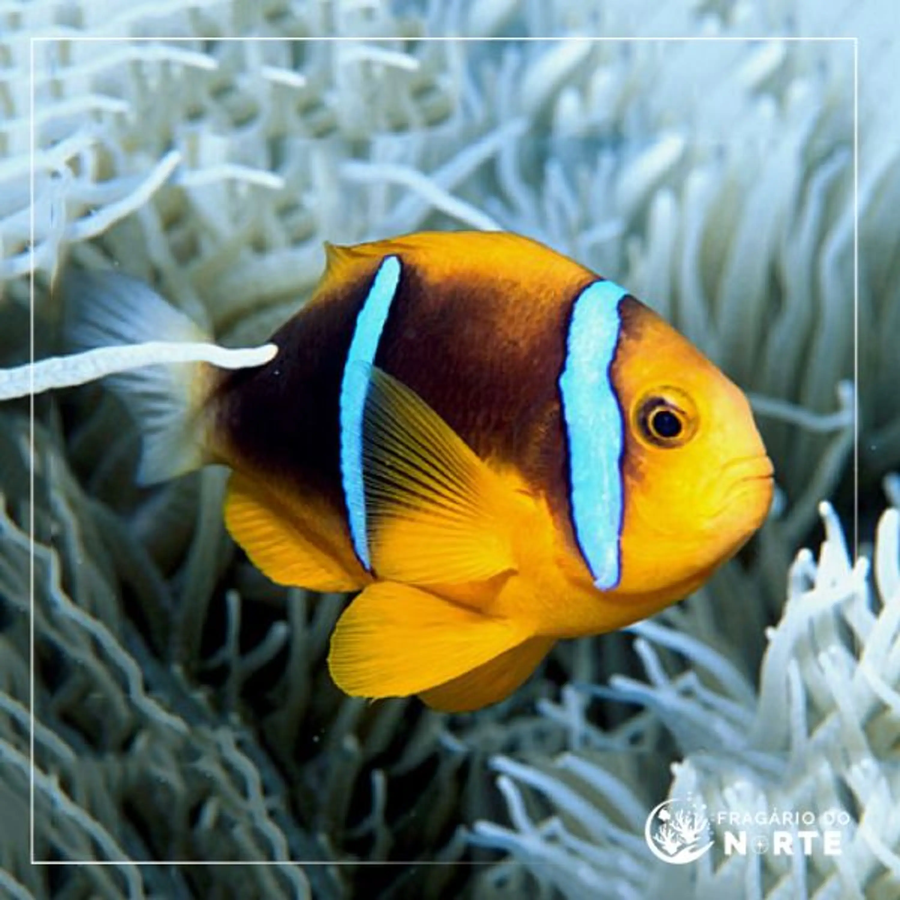 Amphiprion chrysopterus