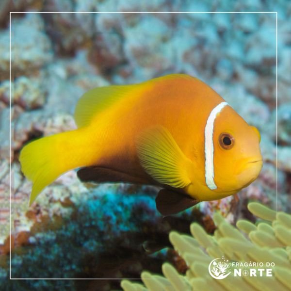 Amphiprion nigripes