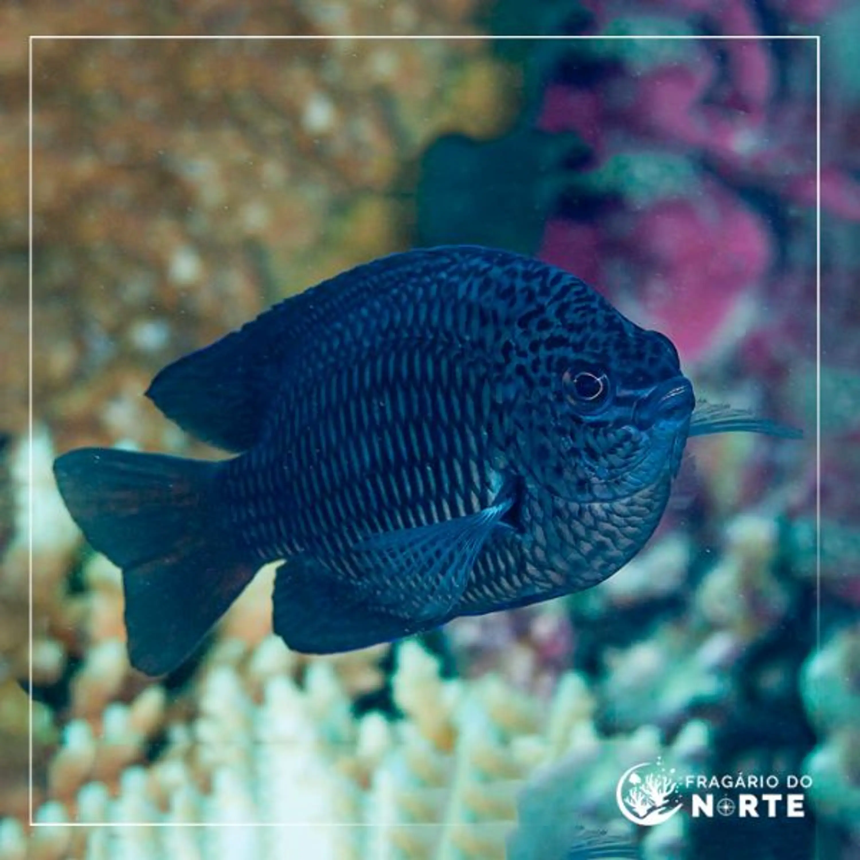Neoglyphidodon melas
