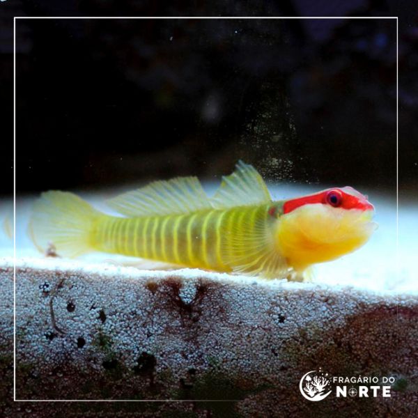 Elacatinus multifasciatus