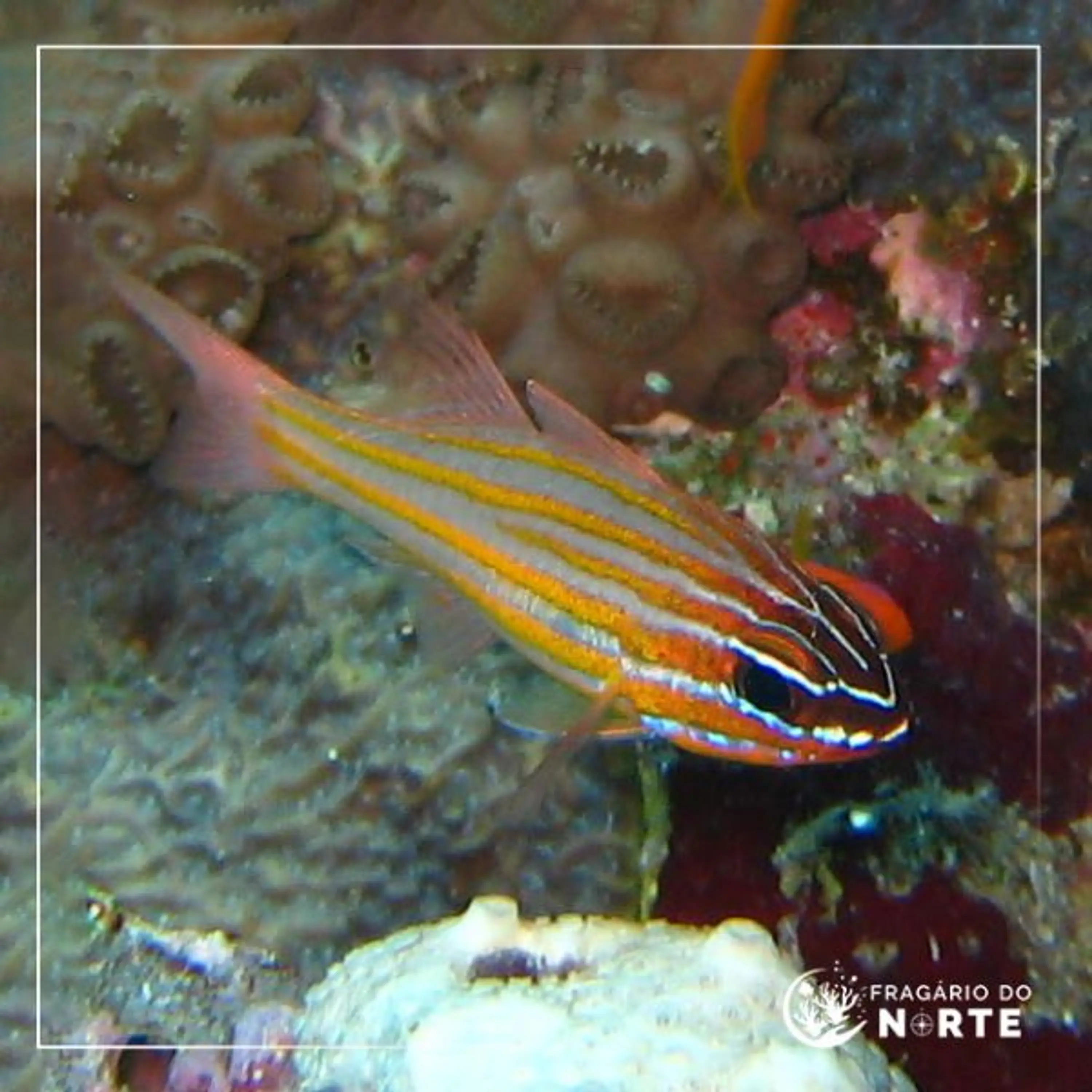 Apogon cyanosoma