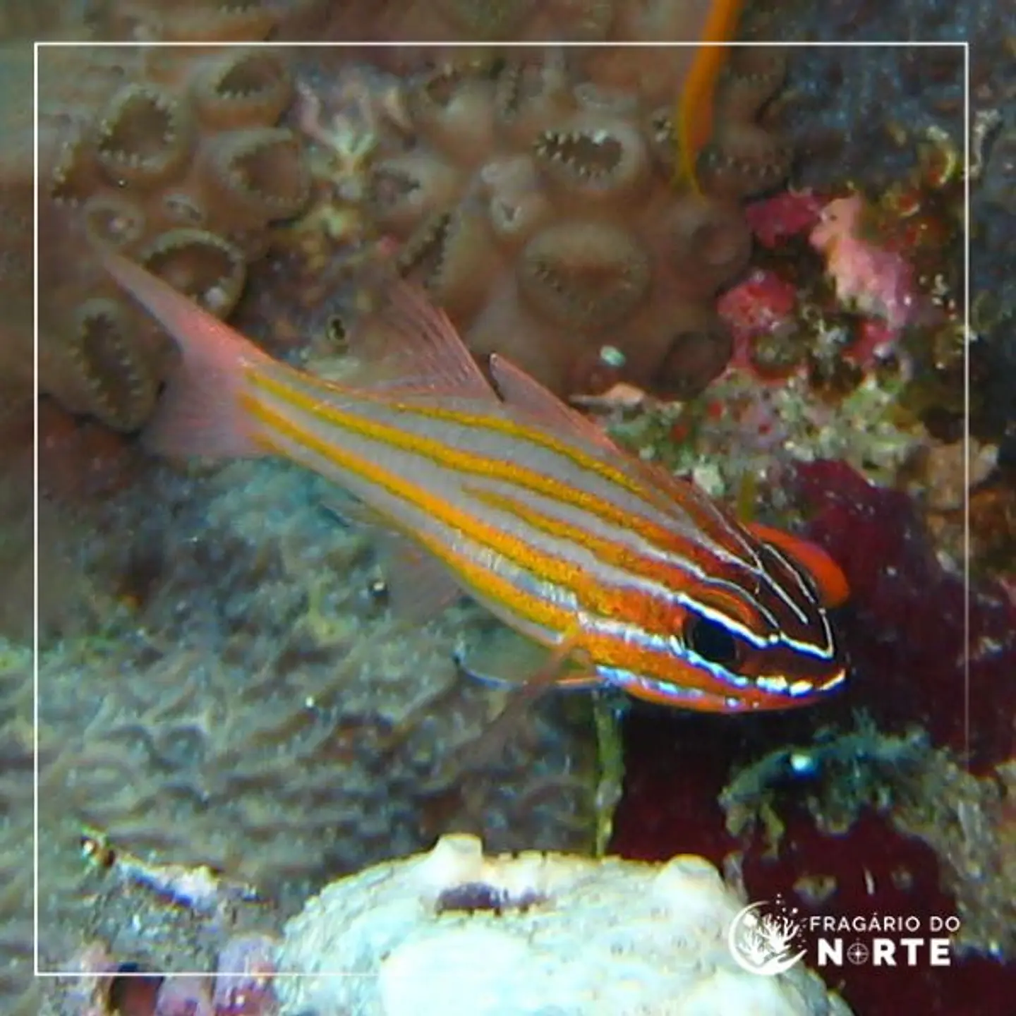 Apogon cyanosoma 1