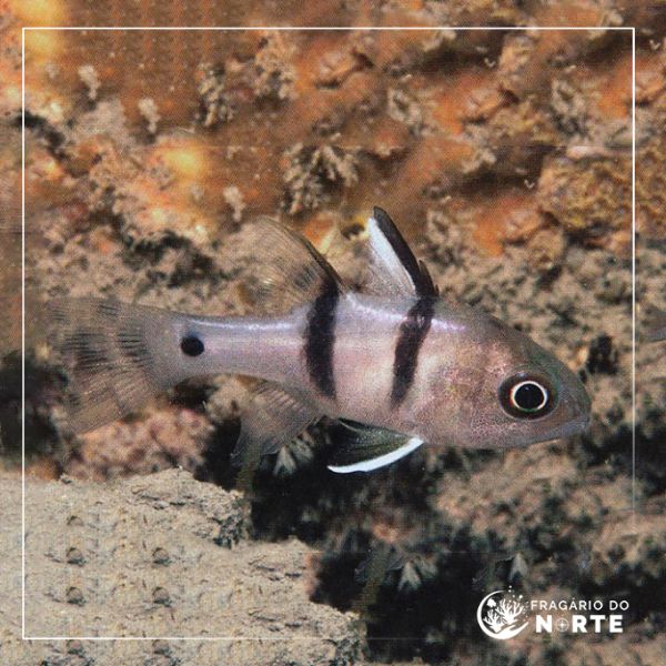 Pterapogon sialis