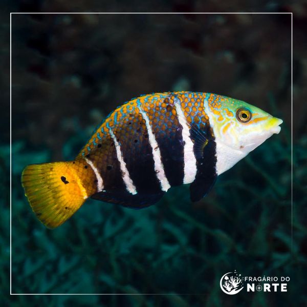 Hemigymnus fasciatus
