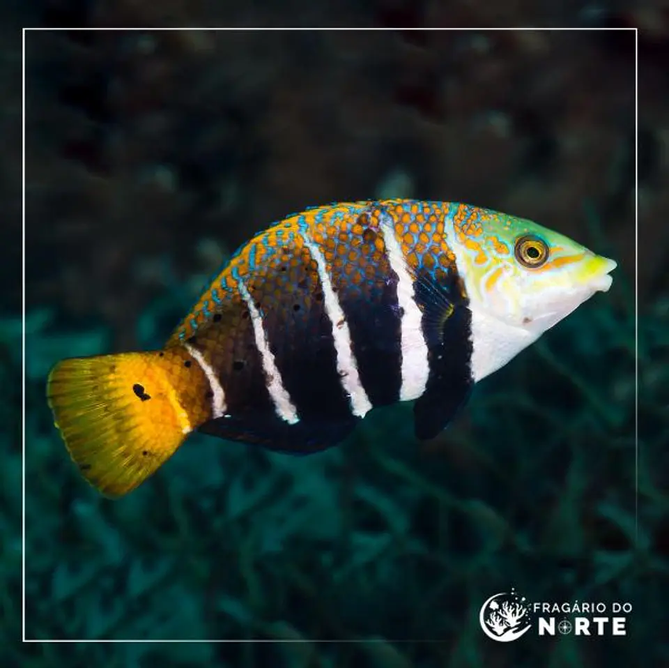 Hemigymnus fasciatus 1