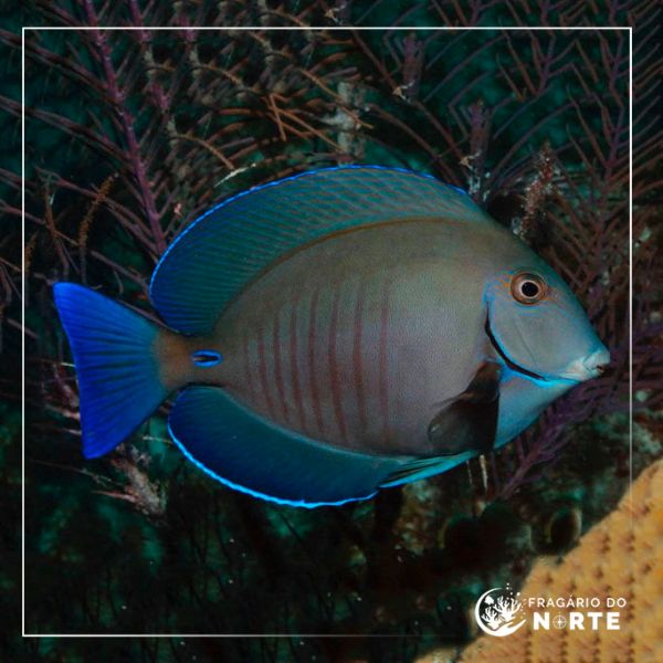 Acanthurus chirurgus