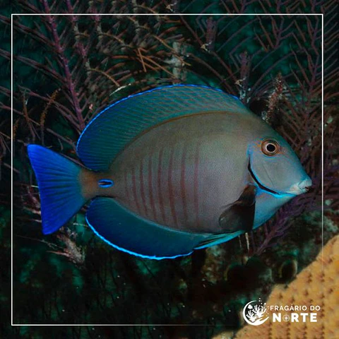 Acanthurus chirurgus
