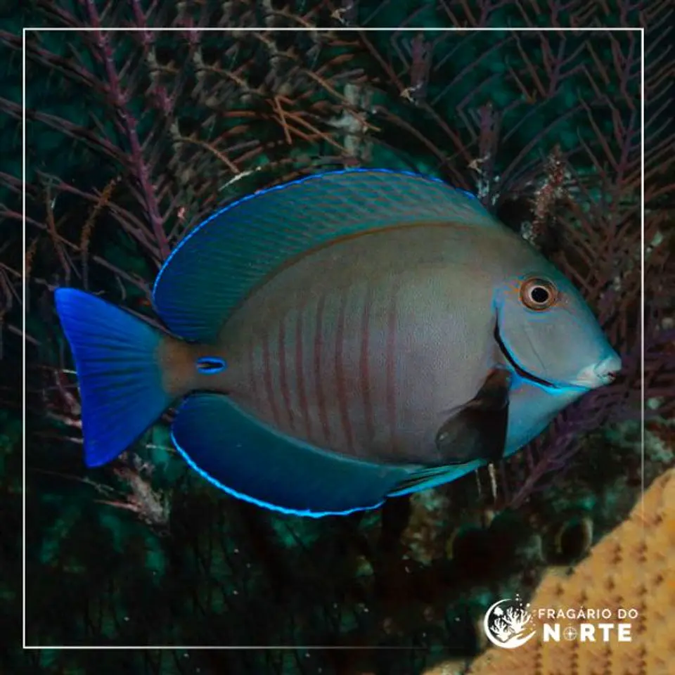 Acanthurus chirurgus 1