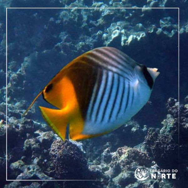 Chaetodon auriga
