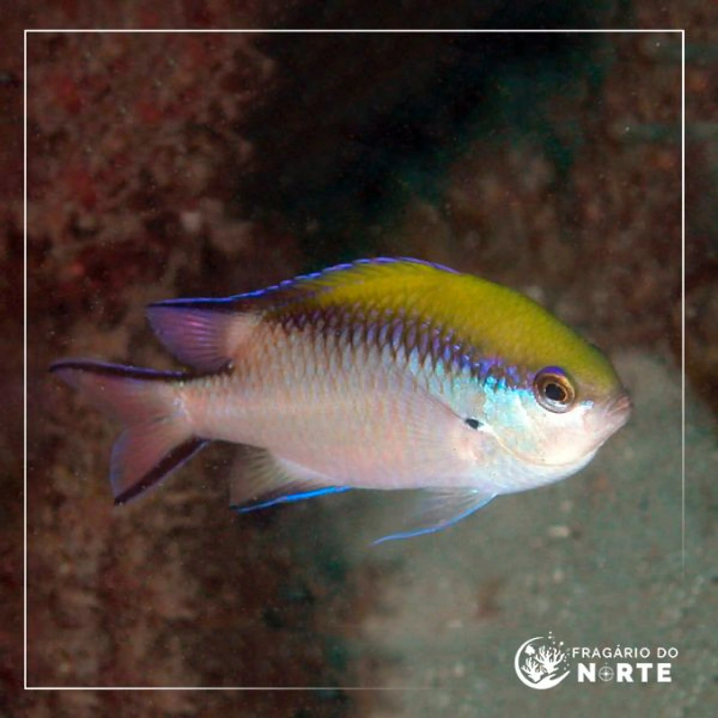 Chromis nitida