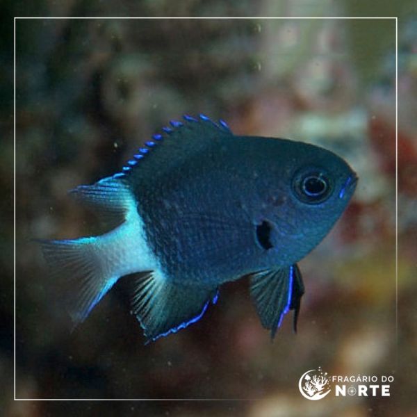 Chromis bicolor