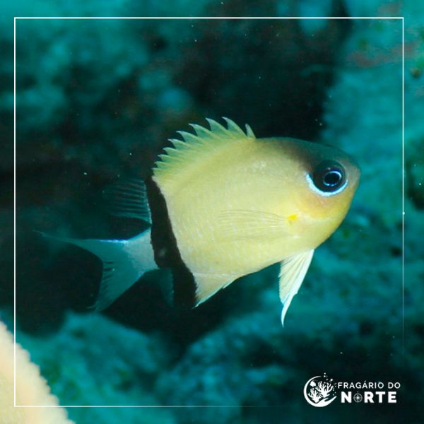 Chromis retrofasciata